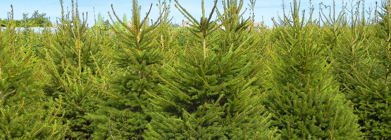 Latour sapins épicéas