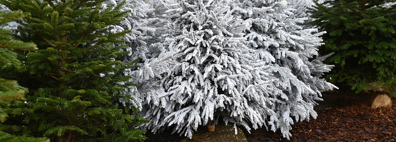 Latour sapins floqués