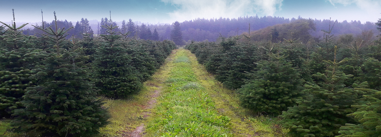 Latour sapins nordmann