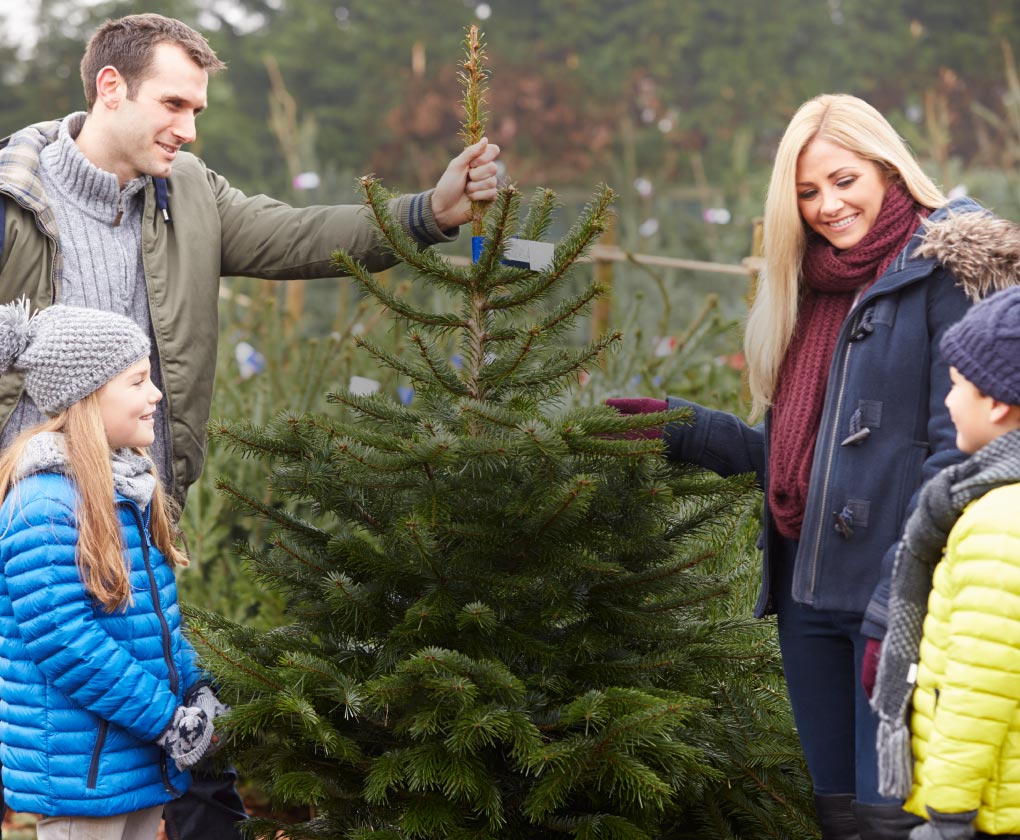 Sapins Latour - offre de sapins de Noël pour les particuliers